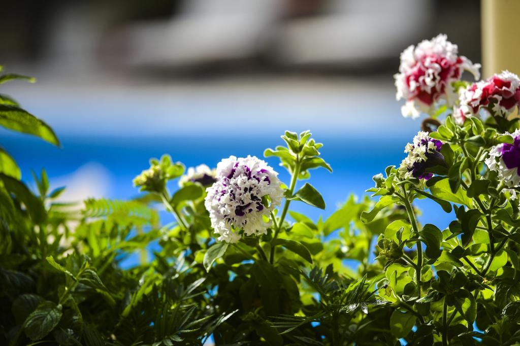 Paxos Club Resort & Spa Гайос Екстериор снимка